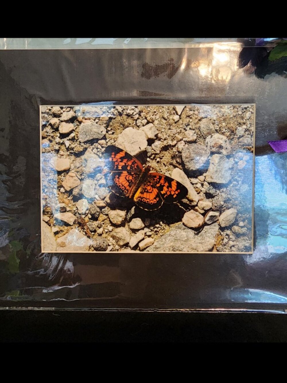 2/$13 Pearl Crescent Butterfly Photography Print with Black Matte Frame - 8x10